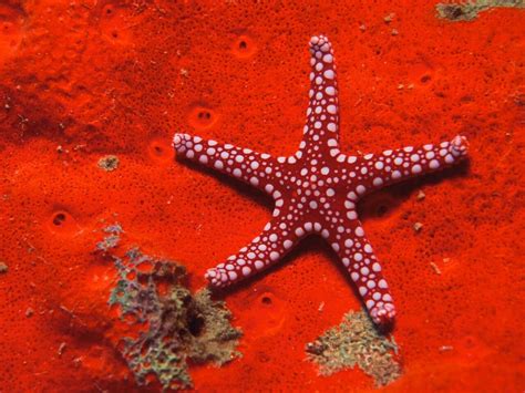 The Red Aesthetic Starfish Sea Star Red Sea