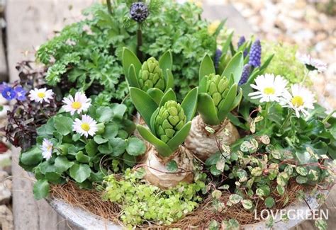 球根を使った寄せ植えおすすめの花植える時期作り方と管理のコツ LOVEGREEN ラブグリーン