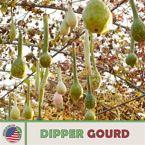 Dipper Gourd Sola Seed Company