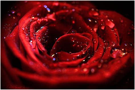 Passion Rose By Whitespiritwolf On Deviantart