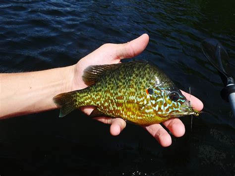 Connecticut Fly Angler Identifying Cts Sunfishes