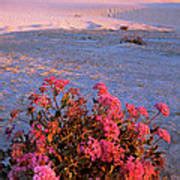 Sand Verbenas At Sunset White Sands National Monument Photograph By