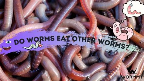 Earthworm Vs Jumping Worm Difference Between These Worms