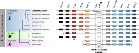 Lncrna Gene Antsr Coordinates Complementary Sex Determination In The