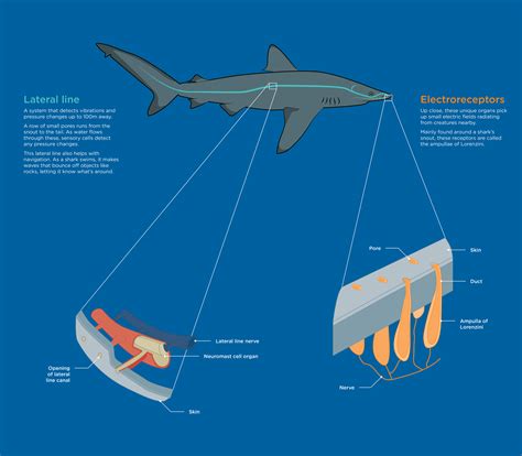 Sharks bodies and senses - The Australian Museum