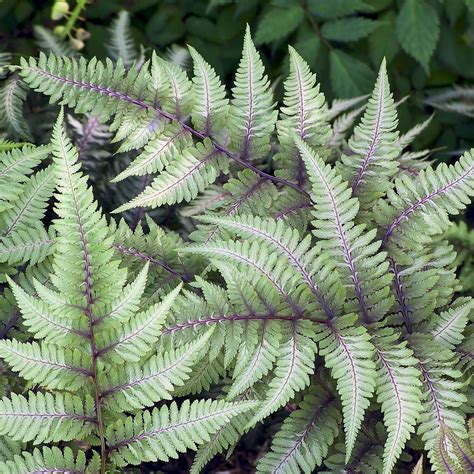 Ferns Plants