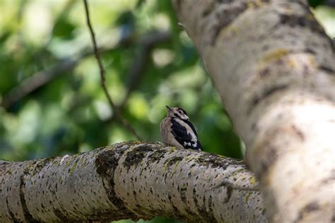 Juvinile Great Spotted Woodpecker Anthony M Flickr