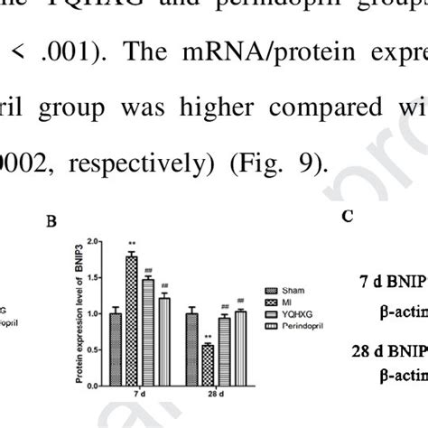 Levels Of Becn1 Mrna And Beclin 1 Protein Expression On Days 7 And 28