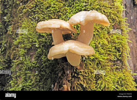 The Mushroom Hypsizygus Ulmarius Growing From The Trunk Of A Large Fir