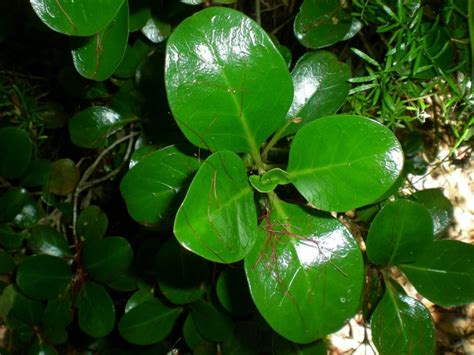 Cuidados Esenciales Para La Planta Espejo Coprosma Repens