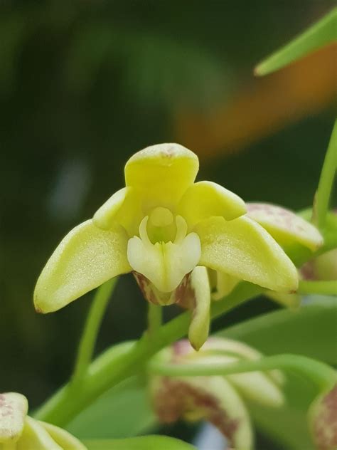 Dendrobium Keiras Golden Sheen