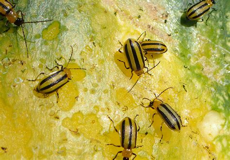 Cucumber Beetle Vegetable Fruit Insect Pest Management Atelier Yuwa