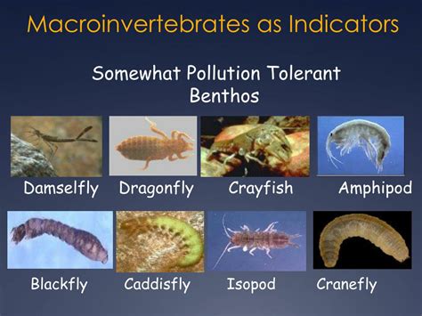 Ppt Biology And Ecology Of Se Mn Karst Region Streams Macroinvertebrate