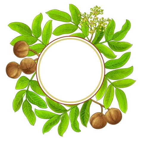 Brazil Nut Branches Frame On White Background Vector Image