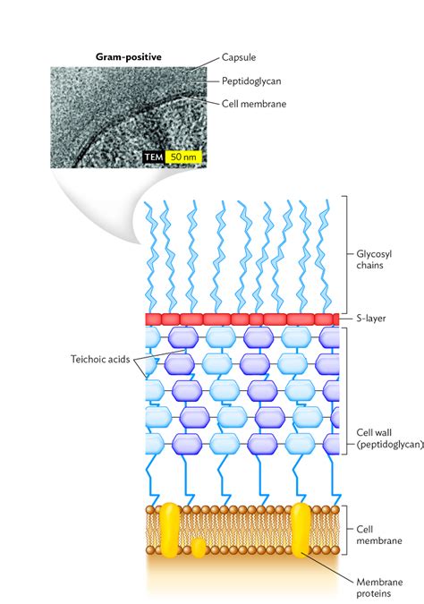 Solved A Gram-positive cell wall consists of up to 40 | Chegg.com