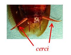 :::JAAN's Science Class:::: Insect Abdomen: Appendages found on the abdomen