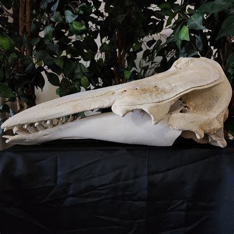 animal skull sale 3