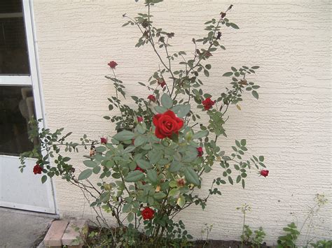 THE ROSE OF SHARON | Tovah-sez