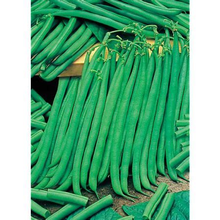 Haricot Nain Filet Mangetout Grillon Graines Baumaux