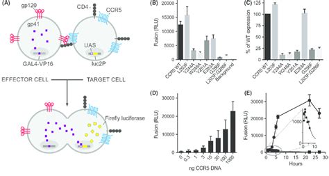 Hiv Fusion Principle And Properties Of Wt Ccr5 And Mutations A