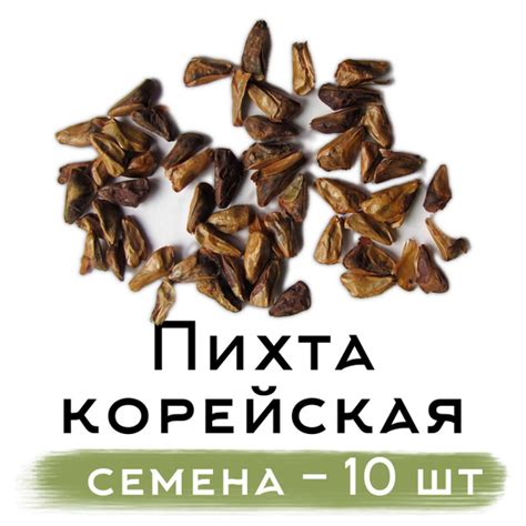 Пихта semena - купить по выгодным ценам в интернет-магазине OZON ...