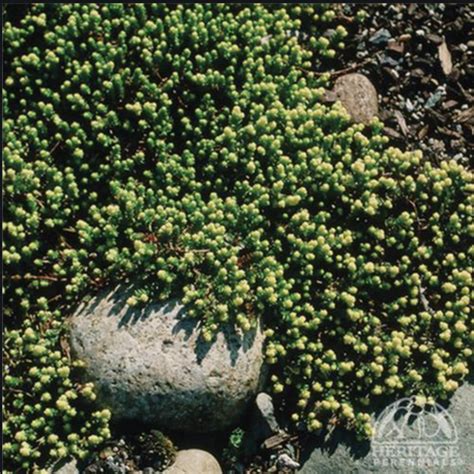 sedum acre aureum golden stonecrop davenport garden centre