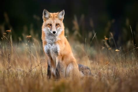 Red Fox Sitting