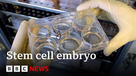 Scientists Grow Whole Model Of Human Embryo Without Sperm Or Egg Bbc News Youtube