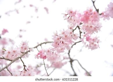 586 Cherry Blossom Miyajima Images Stock Photos Vectors Shutterstock