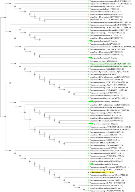 The Upgma Phylogenetic Tree Based On A Multiple Alignment Of The Its