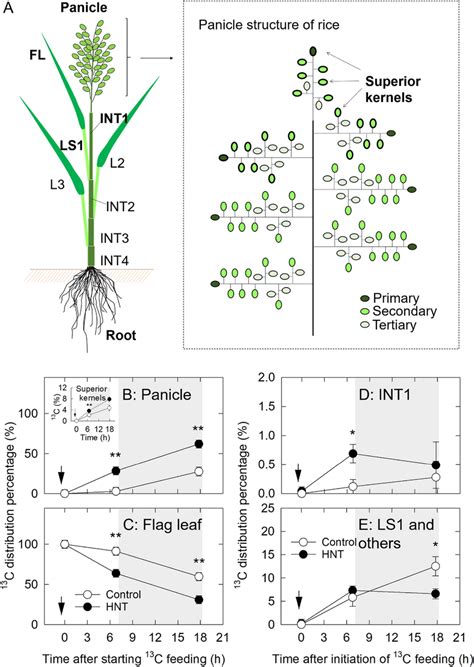 A Diagram Of Rice Plant Left And Rice Panicle Structure Right