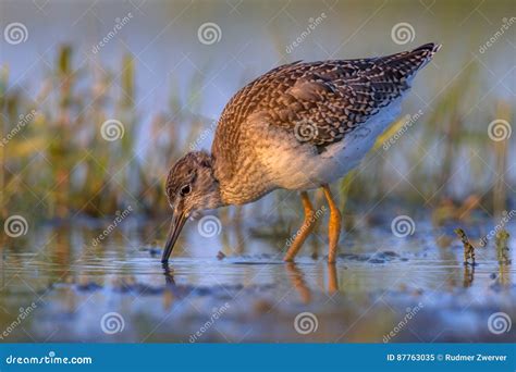 Common Sandpiper during Migration in Dutch Wadden Sea Stock Image ...