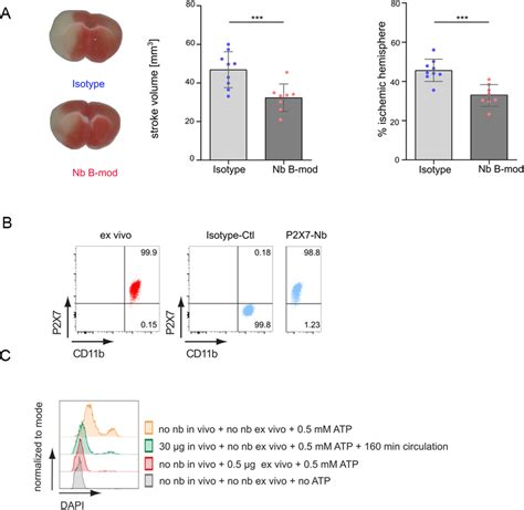 Icv Injection Of P X Nbs Significantly Reduced Stroke Size