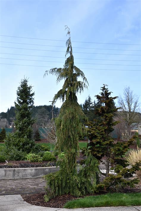 Weeping Alaskan Cedar Chamaecyparis Nootkatensis Pendula In Ringoes