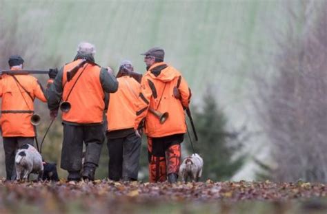 Chasse en battue du sanglier à partir de quelle date FDC21