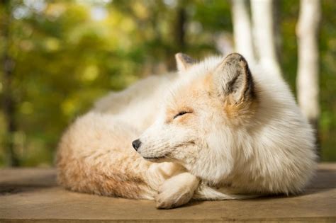 Premium Photo | Fox sleeping