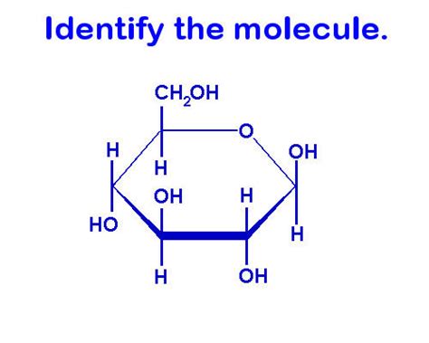 Macromolecule Structure Identification Flashcards | Quizlet