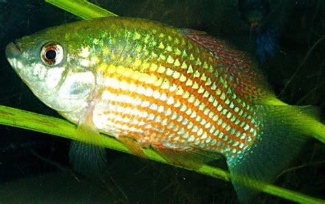 American Flagfish: Care Guide, Breeding, Tank Size & Disease