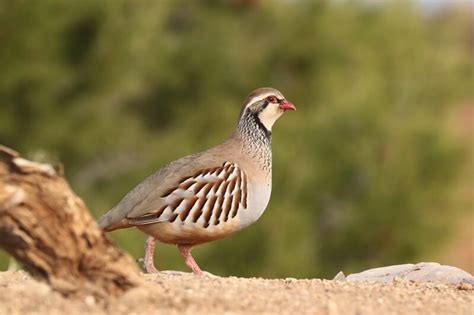 Partridge - Facts and Beyond | Biology Dictionary