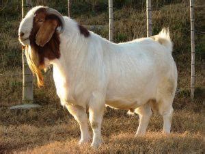 Boer Goat - Breeds List