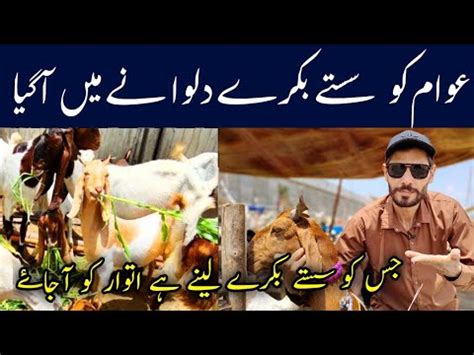 Lyari Bakra Piri Karachi Ki Sub Se Sasti Bakra Mandi YouTube