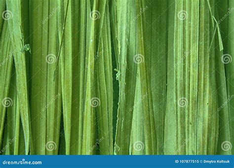 Fundo De Bambu Verde Da Textura Da Parede Textura De Madeira Imagem De