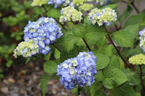 Flower Garden Photos From June and July