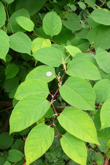 Japanese Knotweed Leaves © Nigel Mykura Cc By Sa20 Geograph