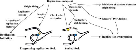 A Diagram Of The Multiple Roles Of The Replication Checkpoint During Download Scientific