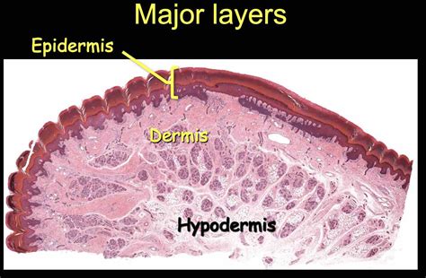 Labeled Diagram Of The Skin And Skin Stem Cells In Research The Niche