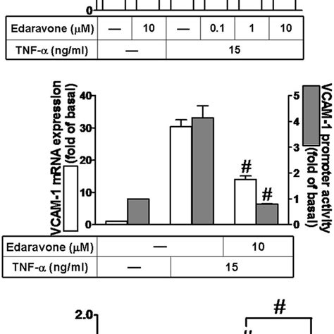 Reactive Oxygen Species Ros Signal Is Involved In Tnf Induced