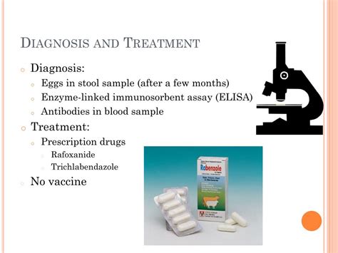 PPT - Fasciola Hepatica PowerPoint Presentation, free download - ID:1894835