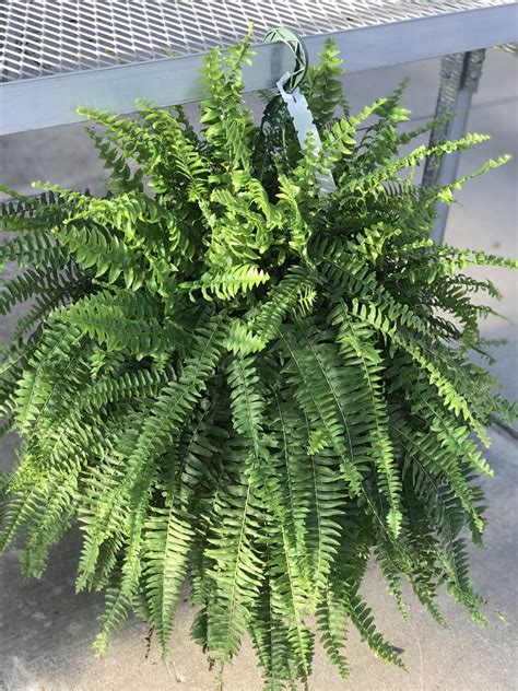 Houseplant Boston Fern Hanging Basket Fergusons Garden Center