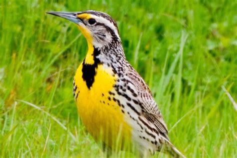 Yellow Birds In Texas Identification Guide Birds Fact